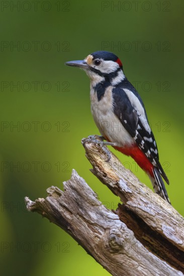 Great spotted woodpecker (Dendrocopos major) Picoides major, Pic Èpeiche, Pico Picapinos, forest,