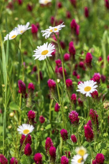 Flowering meadow with daisies (Leucanthemum) and incarnate clover (Trifolium incarnatum) in bloom,