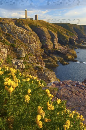 Coastal landscape with cliffs and sea, a lighthouse at Cap Frehel, gorse in the foreground, Cap