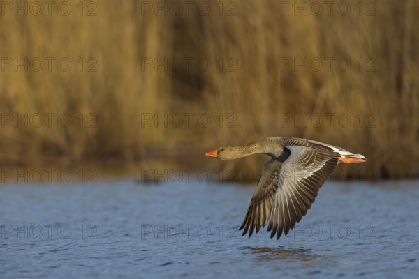 Greylag goose, Anser Anser, flight photo, lateral, Wagbachniederung, Wagh‰usl, Baden-W¸rttemberg,