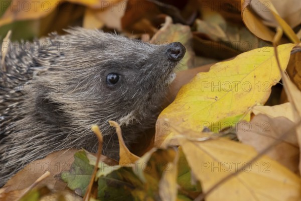European hedgehog (Erinaceus europaeus) adult animal emerging from a pile of fallen autumn leaves