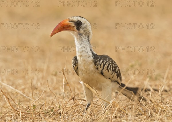 Western Red-billed Hornbill (Tockus kempi), Gambia