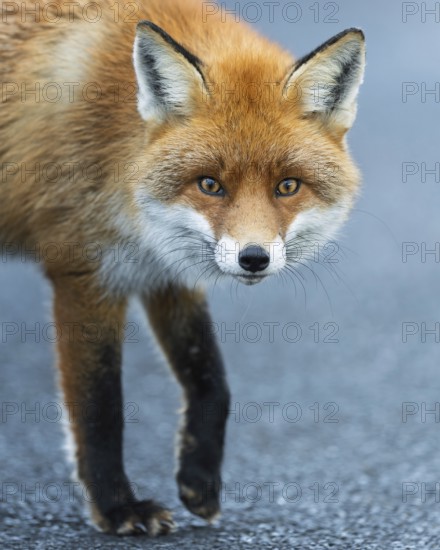 Red fox (Vulpes vulpes), hunting, winter fur, fallen game, looking for food on the road, portrait