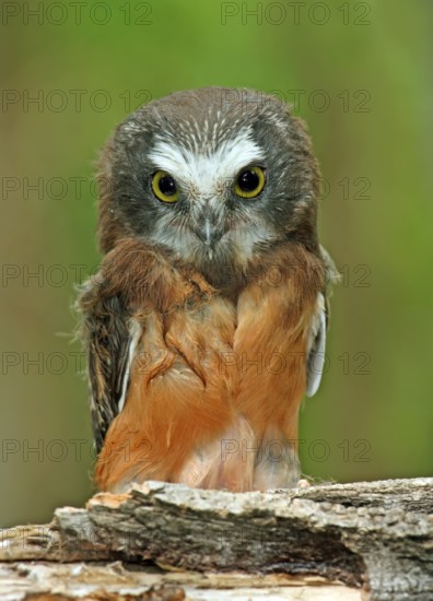 A young Northern Saw-whet Owl, Aegolius acadicus, perched on a mossy log in Prince Albert,