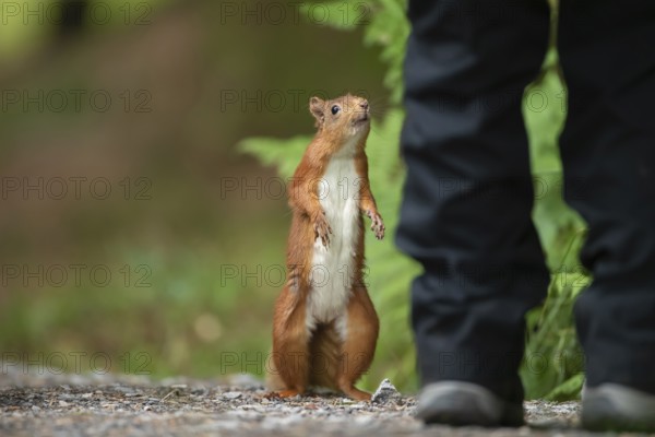 Red squirrel (Sciurus vulgaris) adult animal looking up at a human, Yorkshire, England, United
