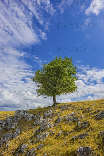 Willow beech (Fagus sylvatica), Eselsburg Valley, Swabian Alb, Baden-Württemberg, Germany