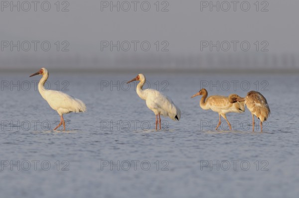 Siberian Crane (Leucogeranus leucogeranus) with juveniles, Poyang Lake, China