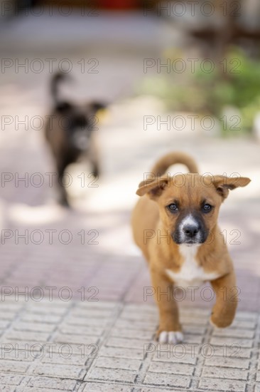 A joyful brown puppy runs energetically on a sunlit patio while a blurred black puppy follows in