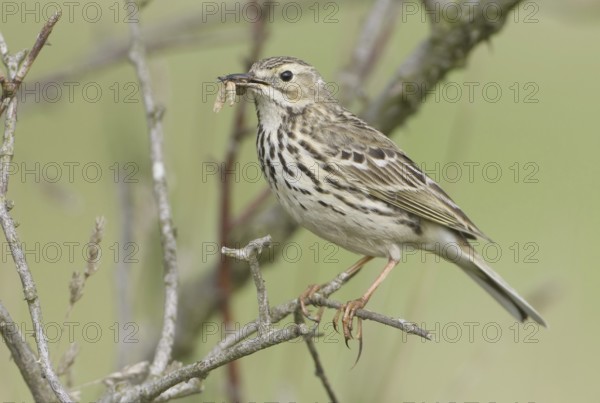 Meadow Pipit (Anthus pratensis), Saxony, Germany