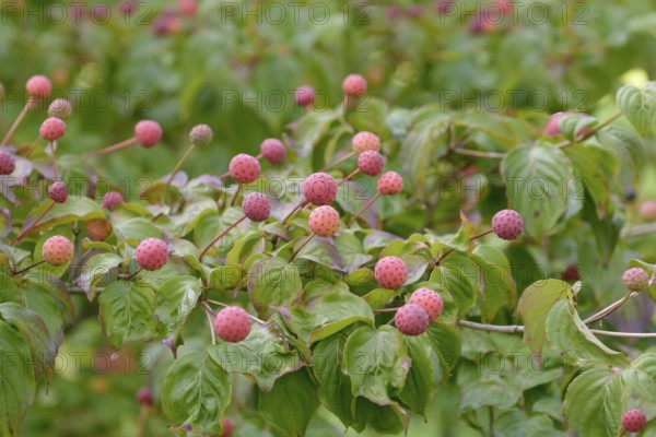 Chinese flowering dogwood (Cornus kousa 'Satomi'), Rombergpark Botanical Garden, Dortmund, North