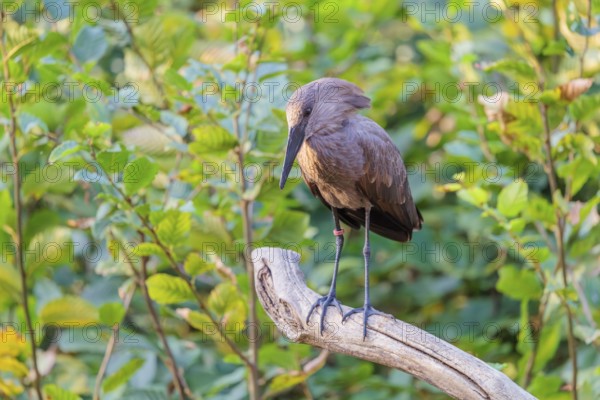 A hamerkop (Scopus umbretta) stands on a branch of a tree. Green vegetation can be seen in the