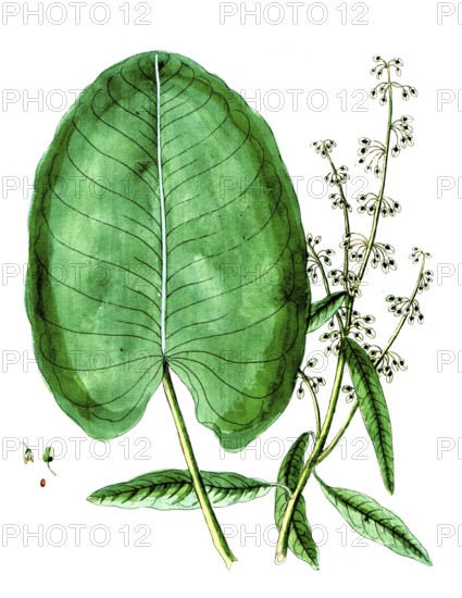 Rumex aquaticus, water sorrel, digital reproduction of a historical original, between 1790 and 1810