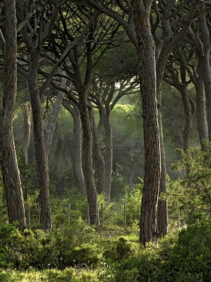 Pine forest, Pineta with dense undergrowth and filigree branches of the treetops, warm evening