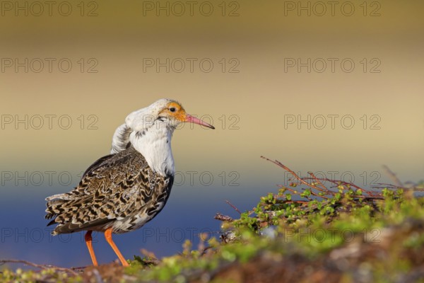 Ruff, (Philomachus pugnax), animals, birds, plumage during mating season, snipe bird, courtship,