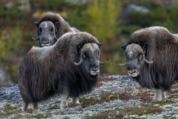 Three musk ox bulls (Ovibos moschatus) on Dovrefjell, a total of four males wandering peacefully