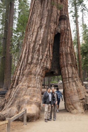 Yosemite National Park, California - The Mariposa Grove of Giant Sequoias (Sequoiadendron