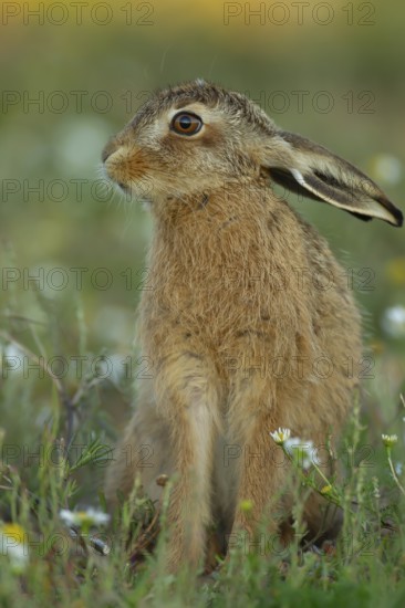 European brown hare (Lepus europaeus) juvenile baby leveret animal in grassland amongst summer