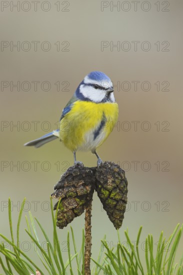 Blue tit (Parus caeruleus), sitting on a Scots pine (Pinus sylvestris) cone, Wildlife, Animals,