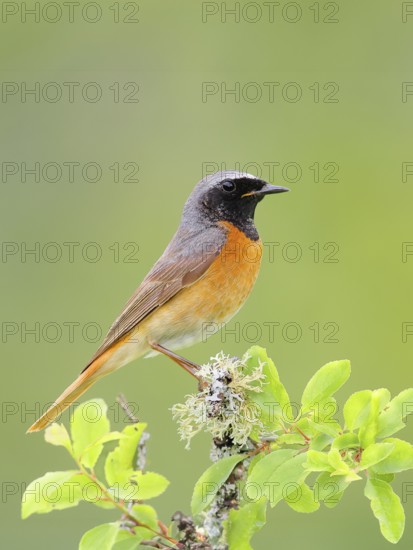 Common redstart (Phoenicurus phoenicurus), male on perch, songbird, wildlife, nature photography,