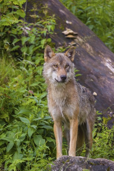 A eurasian gray wolf (Canis lupus lupus) stands on a hill between rocks and logs, watching