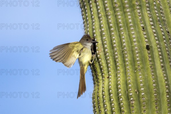 Brown-crested Flycatcher Myiarchus tyrannulus Tucson, Pima County, Arizona, United States 4 June