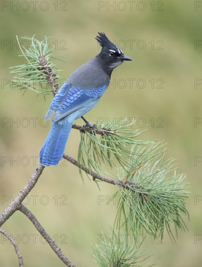 Steller's Jay (Cyanocitta stelleri) perched on a conifer branch, Colorado, USA