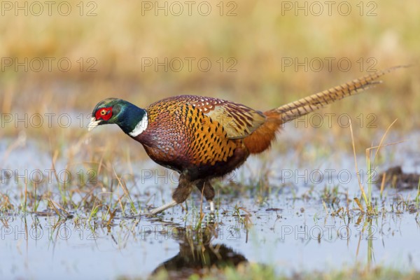 Pheasant, cock, male, (Phasianus colchicus), animals, birds, chicken family, centrapole, Kutno,