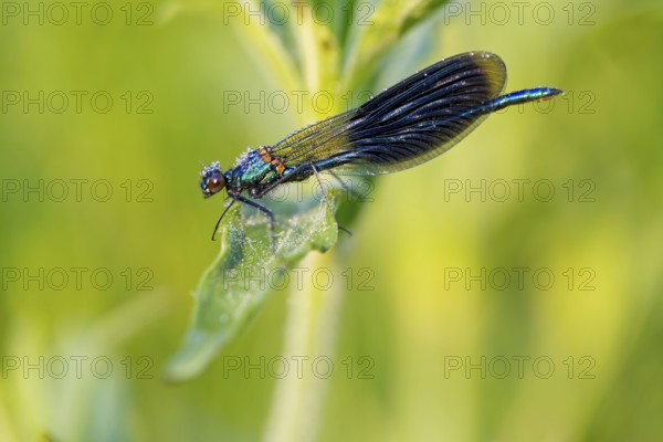 Banded demoiselle, (Calopteryx splendens), animals, insects, dragonfly, dragonfly, sideways, Lake