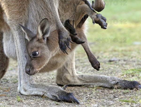 Western Grey Kangaroo (Macropus fuliginosus) joey peering from mother's pouch, Western Australia,