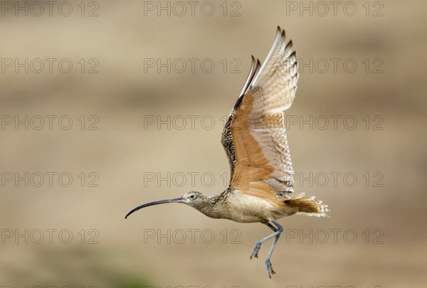Long-billed Curlew Numenius americanus Moss Landing, California, United States 24 June Adult in