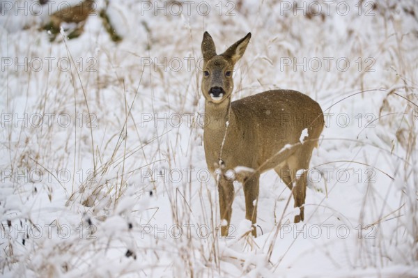 A roe deer stands in a snow-covered meadow, surrounded by tall grasses, in a quiet winter