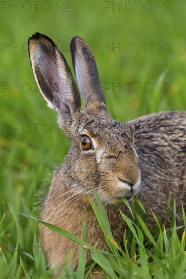 European hare, (Lepus europaeus), animals, mammals, hare, hare family, field, two, Lake Neusiedl,