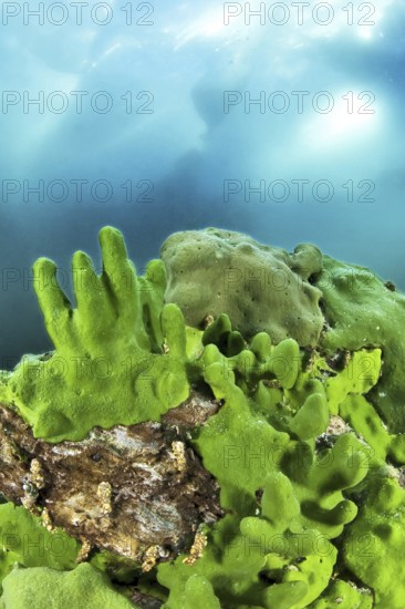 Endemic sponge (Lubomirskia baicalensis), Lake Baikal, Olkhon Island, Pribaikalsky National Park,