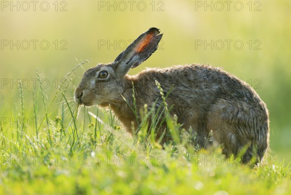 European hare (Lepus europaeus) sitting on a dirt track and eating grass, wildlife, Lower Saxony,