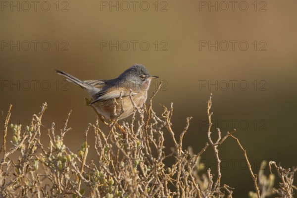 Tristram's Warbler (Sylvia deserticola) male, Morocco