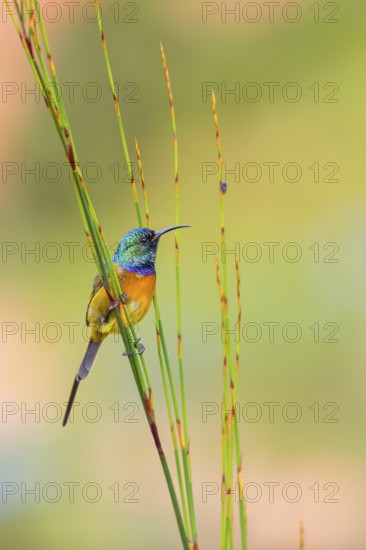 Golden-breasted Sunbird, Anthobaphes violacea, (Nectarinia violacea), Orange-breasted Sunbird,