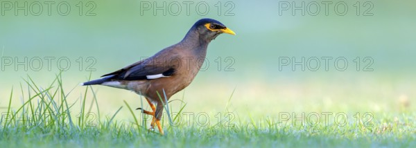 Shepherd's mynah, (Acridotheres tristis), animals, birds, perch, biotope, habitat, foraging Muscat,