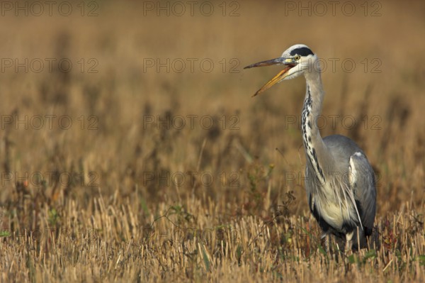 Grey Heron (Ardea cinerea), Germany