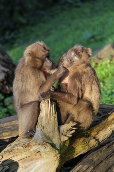 Two female Gelada (Theropithecus gelada), or bleeding-heart monkey sit with a baby between them in