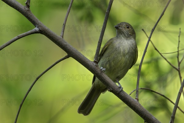 Pale-bellied Tyrant-Manakin (Neopelma pallescens) perched on a branch in the grasslands of Guyana