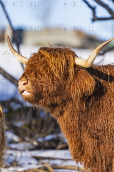 Side view of Highland cattle with reddish-brown fur and long horns in the snow, Seewald, Black