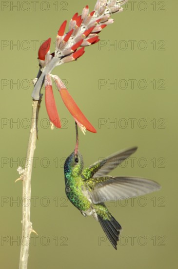 Broad-billed Hummingbird (Cynanthus latirostris), Arizona, USA