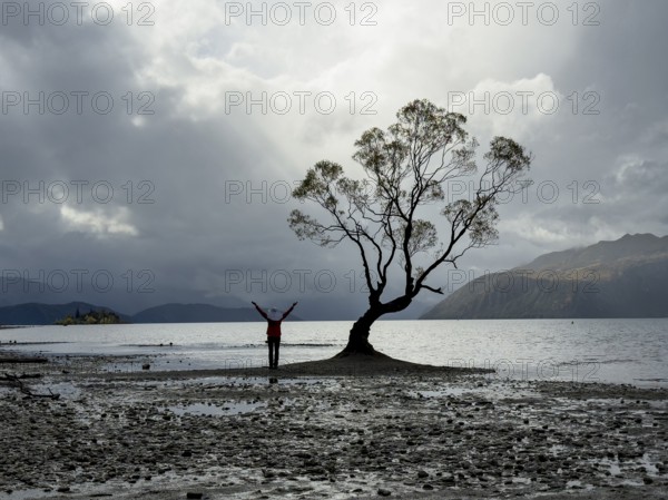 Back view of unrecognizable person at Lake Wanaka, New Zealand. The iconic tree stands in tranquil