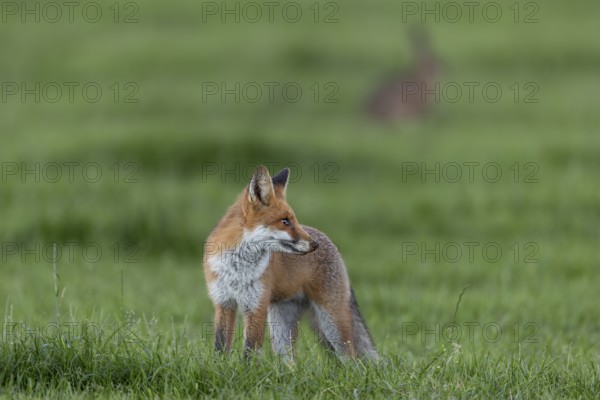 Not every hunting attempt is crowned with success and a noise distracts the red fox (Vulpes vulpes)