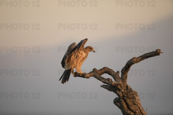 Juvenile Iberian Eagle (Aquila adalberti), Spanish imperial eagle, Extremadura, Castilla La Mancha,