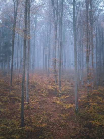 Atmospheric autumn forest in the fog with bare trees and glowing leaves, Gechingen, Black Forest,