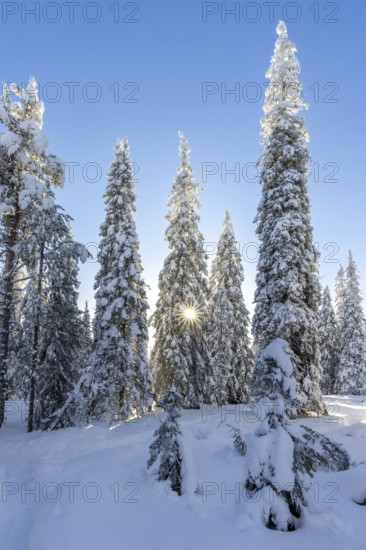 Snow covered spruce trees on the taiga forest in winter, Riisitunturi National Park in Finnish