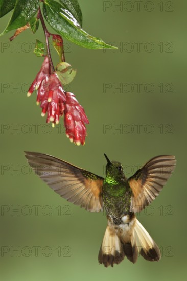 Buff-tailed Coronet (Boissonneaua flavescens) flying while feeding at a flower in Ecuador, South