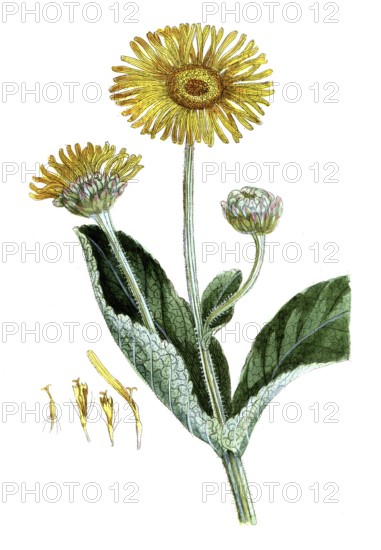 Inula helenium, elecampane, digital reproduction of a historical model, between 1790 and 1810