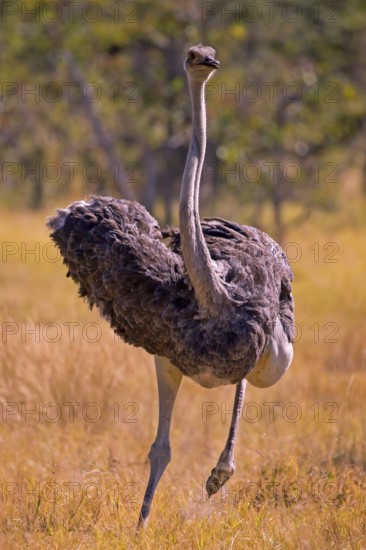Struthio camelus, Ostrich, Botswana, Africa, Wildlife